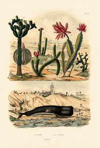 マッコウクジラ、1833-39 作： French School